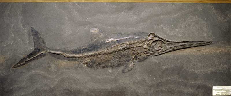 Megtalálták az ichthyosaurusok evolúciójának hiányzó láncszemét