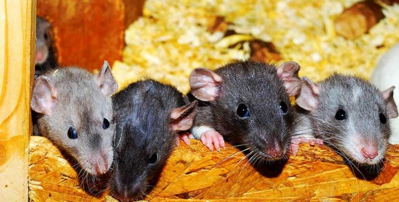 A patkányok csoportosan sikeresebben teljesítik a keresési feladatokat