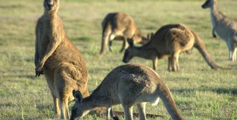 Kengurut tár elénk Ausztrália legősibb barlangrajza