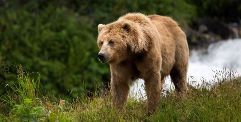 Élőhelyet változtatnak a barna medvék, hogy elejthető prédát találjanak